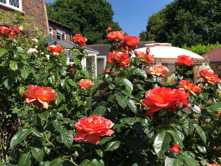 Images for Stunning Rural Location In Hawkhurst EAID:366206731 BID:bid